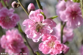 春天桃花