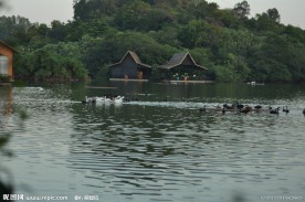 天鹅 天鹅湖