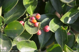 冬青的种子果