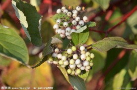 红瑞木的种子果