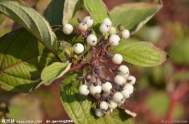 红瑞木的种子果