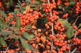 火棘的种子果