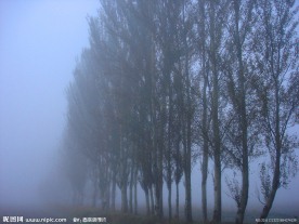 雾中树林