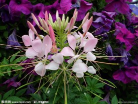 醉蝶花