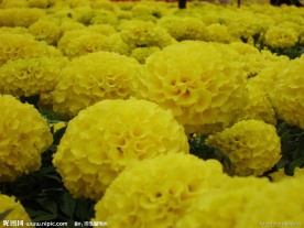 花卉