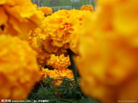 万寿菊