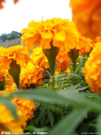 花卉