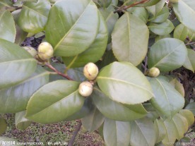 茶树