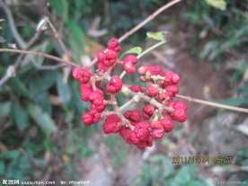 红野花