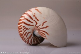 海螺