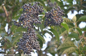 女贞树 种子果