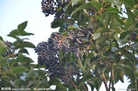 女贞树 种子果