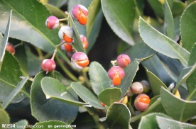 冬青 种子果