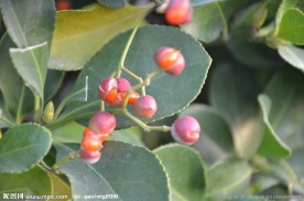 冬青 种子果