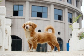 黄毛狗