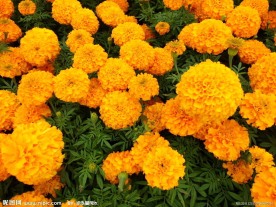 孔雀草