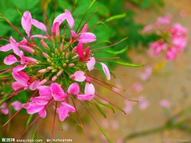 小花