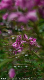 小花