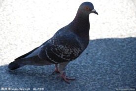 日本和平鸽