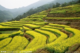 山黄花分外浓