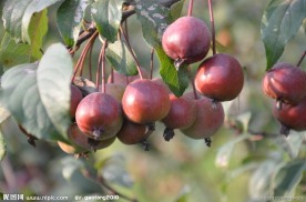 紫叶李的果