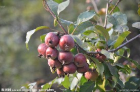 紫叶李的果