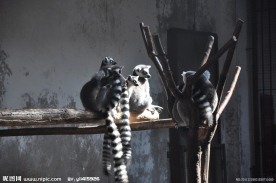 长尾猴