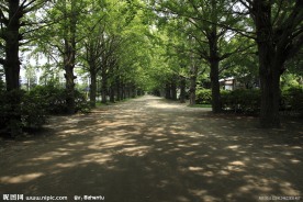 树荫大道
