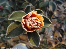 霜打 茶花