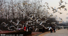 白鸽飞天 和谐世界