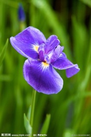 鸢尾花