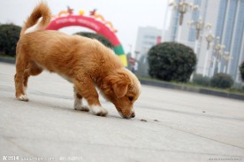 黄毛狗