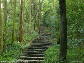 林间小路
