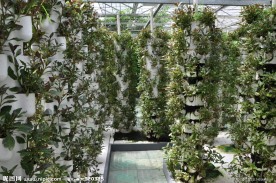 蔬菜大棚无土栽培