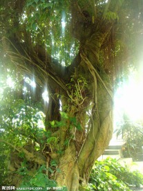 热带植物 垂叶榕