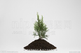 绿草