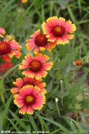 小花