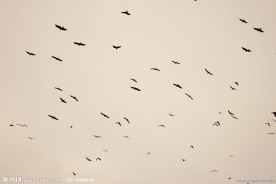 夕阳飞鸟