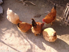 土鸡