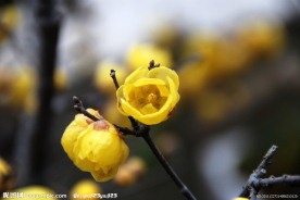 腊梅花