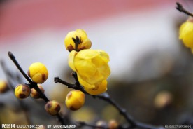 腊梅花