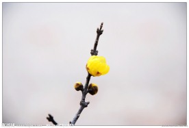 腊梅花