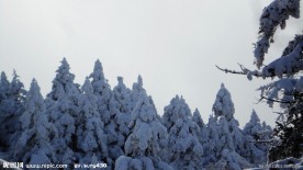 雪松林