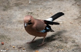 鸟类 动物 小鸟