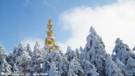 雪松林(非高清)