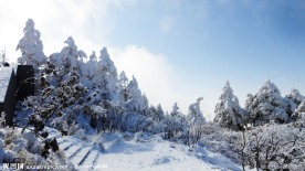 雪松林