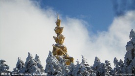 雪松林(非高清)