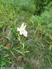 小白