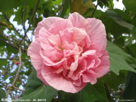 芙蓉