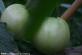 青西红柿